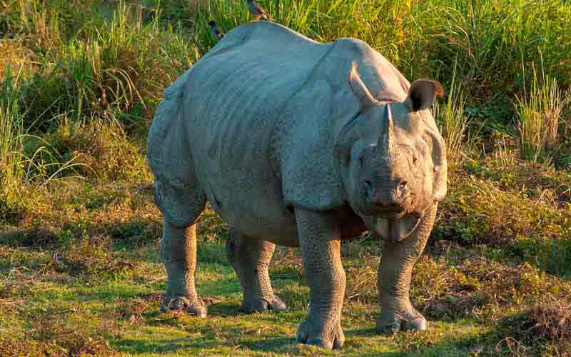 jaldapara_national_park