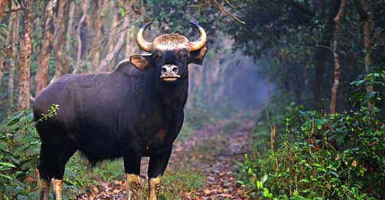 Gorumara National Park