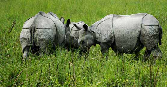Jaldapara National Park